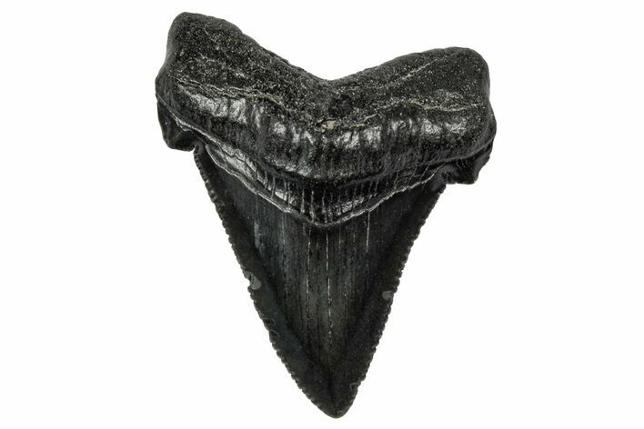 Serrated Angustidens Tooth - Megalodon Ancestor #340387